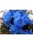 Dünyam Mavi Renkli Krizentem (Kasımpatı) Çiçeği Tohumu 1