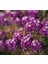Alyssum (Çoklu Tohum) - 250 Tohum - Mor Renk 2