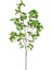Yapay Okaliptüs Dalı Açık Yeşil 103 Cm. 1