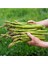 Tarım Ata Tohumu Yerli Kuşkonmaz Tohumu (Asparagus) 40 Adet Tohum 1