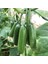 Paket Doğal Sırık Salatalık (Hıyar) Fidesi (5 Adet) 1