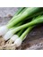200 Adet Tohum Organik Orjinal Taze Firik Acısız Yeşil Soğan Tohumu Sürpriz Hediye Tohumludur 1