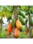 3 Adet Tohum Ithal Nadir Tropikal Bodur Papaya Ağacı Tohumu 2