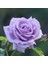 Aşılı Mor Lila Gül Fidanı 10-20 cm 1