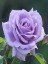 Aşılı Mor Lila Gül Fidanı 10-20 cm 2
