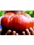 Ithal Dev Hollanda Domates Tohumu 10 Adet Tohum 4
