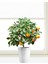 Bodur Bonsai Mandalina Ağacı Tohumu Mandalin Ağacı Tohumu 5 Adet Tohum + Toprak + Saksı 1