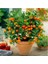 Bodur Bonsai Mandalina Ağacı Tohumu Mandalin Ağacı Tohumu 5 Adet Tohum + Toprak + Saksı 2