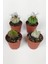 Lü Astrophytum Özel Tür Kaktüs Seti 5.5 cm Saksıda 1