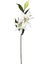 Çiçek Lilyum Beyaz 90 Cm. 1