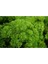 Kıvırcık Maydonoz Tohumu 250 Adet Tohum Maydanoz Tohumu 3