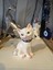 Dekoratif Kedi Biblo Polyester 1