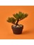 Bonsai Çiçek - Asorti - 19 cm 1