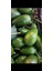 Avokado 4