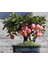 Bodur Elma Bonzai Ağacı Tohumu 5 Adet Tohum Bonsai Ağacı Tohumu 1