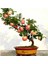 Bodur Elma Bonzai Ağacı Tohumu 5 Adet Tohum Bonsai Ağacı Tohumu 2