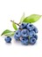20 Adet Tohum Yaban Mersini Tohumu Blueberry Tohumu 1