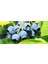 20 Adet Tohum Yaban Mersini Tohumu Blueberry Tohumu 3