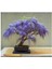 5 Adet Tohum Bodur Jakaranda Bonsai Ağacı Tohumu 2