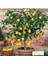 Bodur Bonsai Limon Ağacı Tohumu 10 Adet Tohum + Saksı Toprak 1