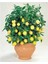 Bodur Bonsai Limon Ağacı Tohumu 10 Adet Tohum + Saksı Toprak 2