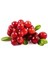 10 Adet Tohum Yaban Mersini Tohumu Cranberry Turna Yemişi Tohumu 1