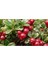 10 Adet Tohum Yaban Mersini Tohumu Cranberry Turna Yemişi Tohumu 3
