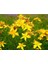 Sarı Kantaron Tohumu Kantaron Otu Tohumu + Saksı Toprak 2