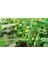 Çengelköy Salatalık Tohumu Çengelköy Hıyar Tohumu 15 Adet Tohum 2