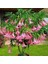10 Adet Tohum Pembe Angel Trumpet Çiçeği Meleklerin Borazanı Çiçeği Tohumu 1