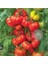 50 Adet Tohum Nadir Fransız Irisi Köy Domatesi Tohumu Yeni Hasat Dev 1