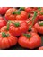500 Adet Tohum Erkenci İri Marmande Domates Tohumu Domates Tohumu Organik Saksı Toprak 1