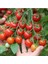 Çeri Domatesi Tohumu 20 Adet 1