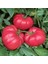 50 Adet Tohum Organik Alaca Karadeniz Köy Yayla Domates Saksı Toprak Bizden 1