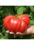 30 Adet Tohum Nadir Ithal Dev Hollanda Domates Tohum Hollanda Domates Tohum Sürpriz Hediye Tohumlu 1