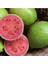 10 Adet Tohum Nadir Guava Meyve Ağaç Tohumu Tropikal İthal Meyve Tohumu Hediye Tohumu 1