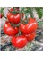 Erkenci İri Domates Tohumu Erkenci Domates Tohumu 15 Adet Tohum 1