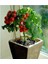 Cherry Domates Tohumu Saksılık Cherry Doates Tohumu 10 Adet Tohum 1