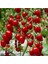 50 Adet Tohum Süper Paket Cherry Domates Tohumu Saksılık Sürpriz Hediye Tohumludur 2