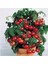 200 Adet Tohum Süper Paket Cherry Domates Tohumu Saksılık Süpriz Hediye Tohumludur 1