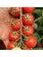 30 Adet Tohum Nadir İthal Pinpon Domates Tohumu Sürpriz Hediye Tohumla Gönderilir 1