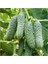 Yerli Kornişon Salatalık Tohumu Turşuluk Kornişon Salatalık Tohumu 15 Adet Tohum 3