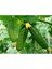 Yerli Kornişon Salatalık Tohumu Turşuluk Kornişon Salatalık Tohumu 15 Adet Tohum 4