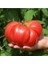 Nadir Ithal Dev Hollanda Domates Tohumu Dev Domates Tohumu 10 Adet Tohum 1