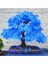 5 Adet Tohum Nadir Mavi Akçaağaç Akça Ağaç Bonsai Tohumu Yeni Ürün Saksı Toprak Hediye 1