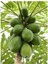 10 Adet Tohum Nadir Tropikal Papaya Meyve Ağacı Ağaç Tohumu Papaya Tohumu Saksı Toprak Hediyeli 2