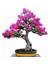 10 Adet Tohum Bodur Pembe Erguvan Bonzai Ağac Ekim Seti Saksı Toprak Süpriz Hediye Bonsai Tohumu 1