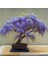 10 Adet Tohum Bodur Jakaranda Bonsai Ağacı Tohumu Saksı Toprak Süpriz Hediye Bonsai Ağacı Tohumu 2