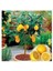 5 Adet Tohum Bodur Bonsai Limon Ağacı Tohumu Italyan Limon Seti Saksı Toprak Sürpriz Heidye Tohum 1