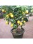 5 Adet Tohum Bodur Bonsai Limon Ağacı Tohumu Italyan Limon Seti Saksı Toprak Sürpriz Heidye Tohum 2